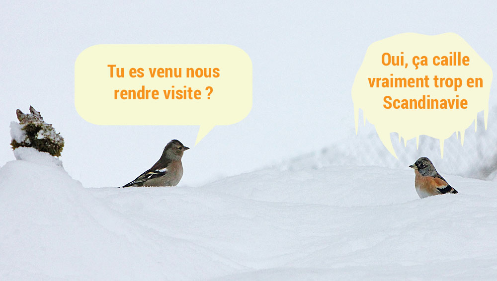 Une femelle de pinson des arbres (Fringilla coelebs) discute avec une femelle de pinson du Nord (Fringilla montifringilla) !