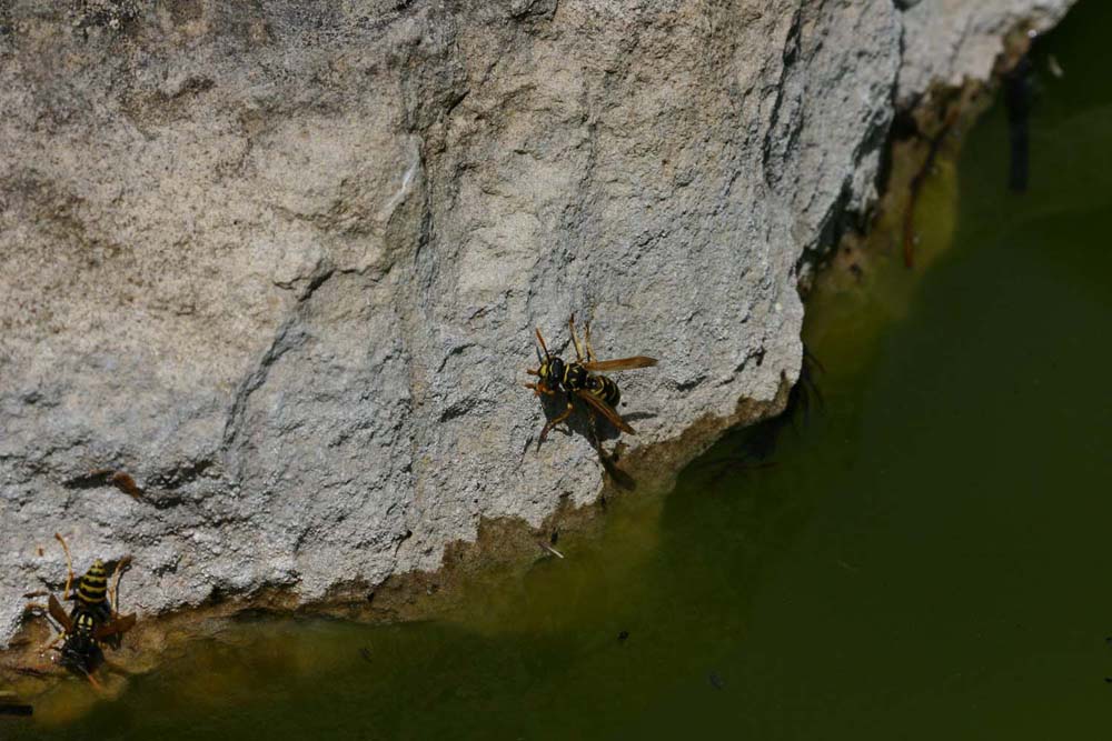 Poliste demoiselle (Polistes dominula)<br>(Insecte / Hyménoptère / Apocrite / Vespidae) En train de boire