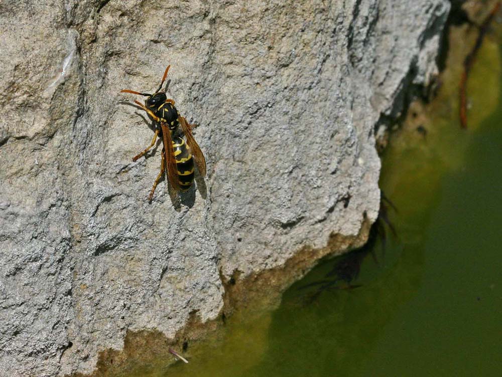 Poliste demoiselle (Polistes dominula)<br>(Insecte / Hyménoptère / Apocrite / Vespidae)