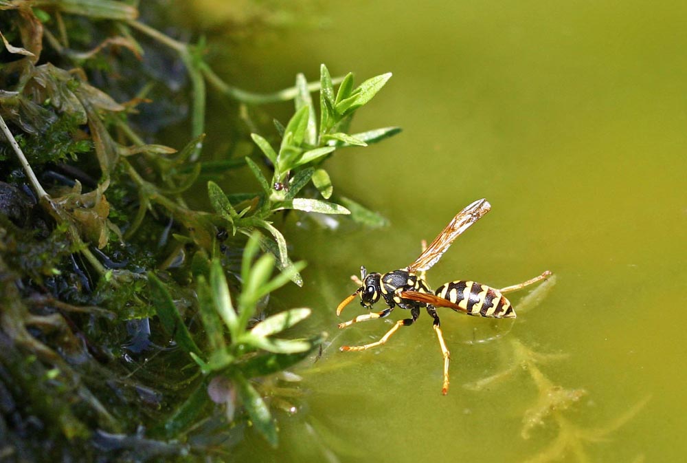 Poliste demoiselle (Polistes dominula)<br>(Insecte / Hyménoptère / Apocrite / Vespidae) Posé sur l'eau