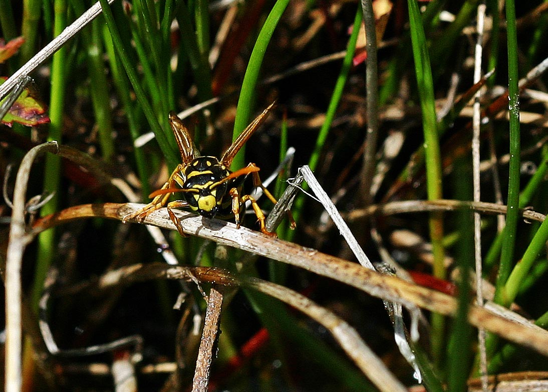 Poliste demoiselle (Polistes dominula)<br>(Insecte / Hyménoptère / Apocrite / Vespidae) Gros plan de la tête