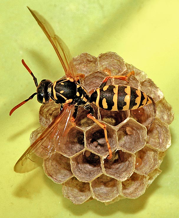 Poliste demoiselle (Polistes dominula)<br>(Insecte / Hyménoptère / Apocrite / Vespidae) Posé sur l'eau<br>Fondatrice en train de ventiler le nid pour le refroidir