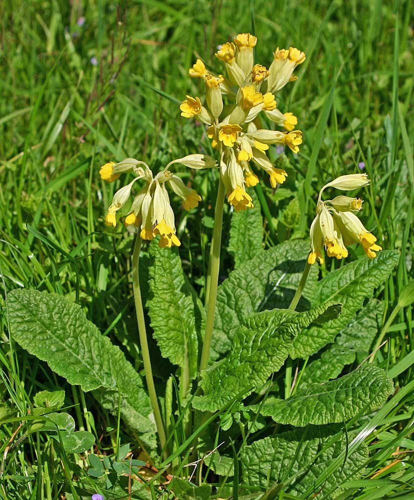 Primevère officinale (coucou) avec fleurs et feuilles en vue générale<br>Primula officinalis