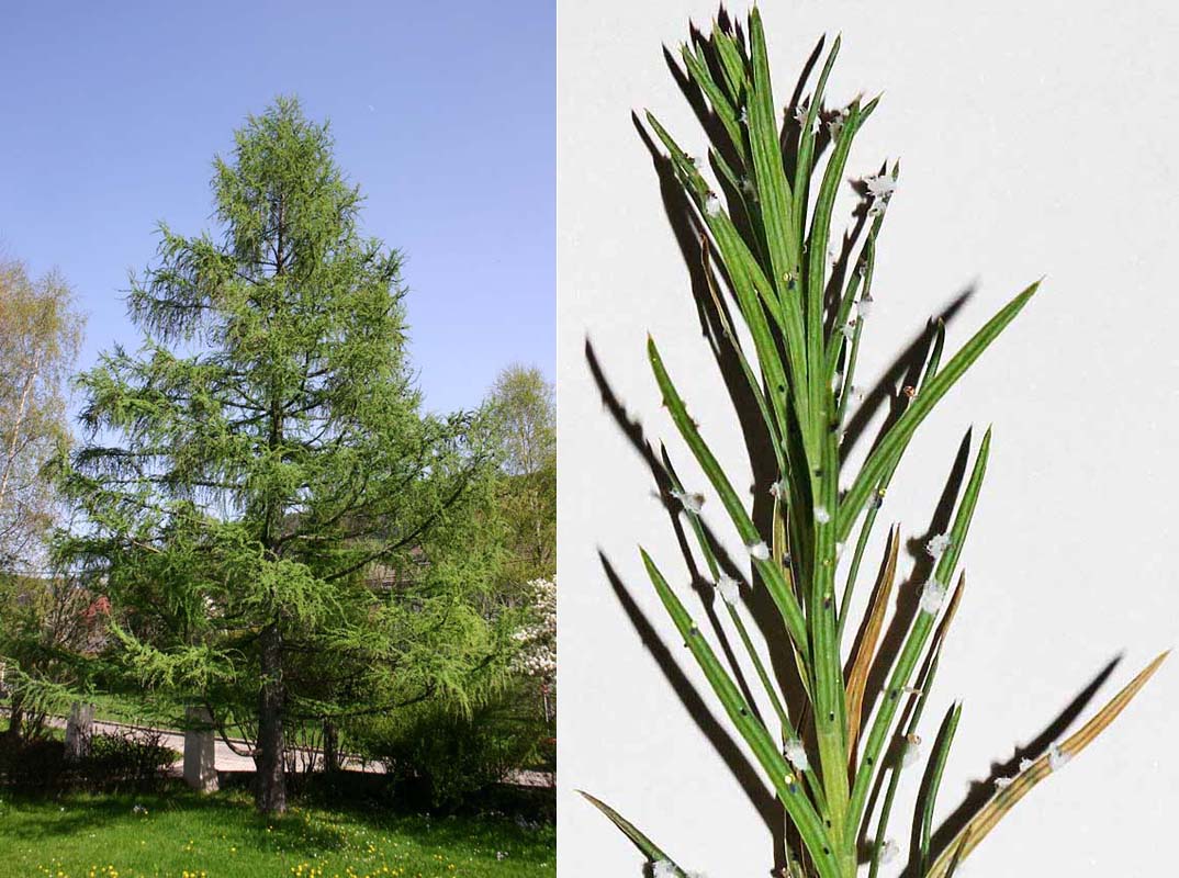 Le mélèze (Larix decidua) attaqué par un puceron  (Adelges laricis)