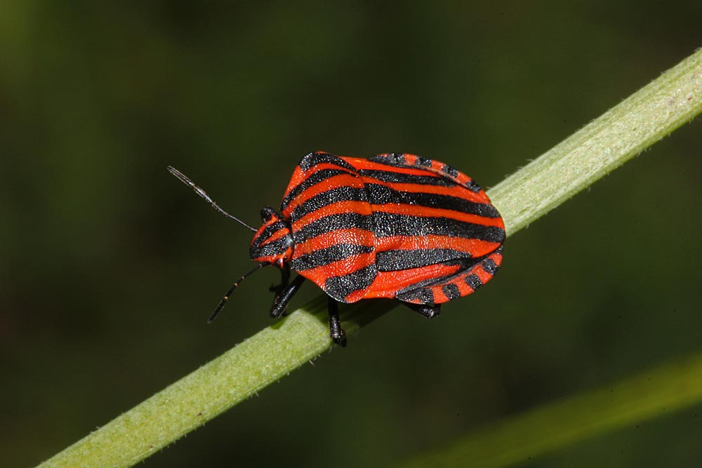 La punaise arlequin (Insectes / Hémiptères / Hétéroptères / Pentatomidés / Graphosoma italicum)<br>vue de dessus