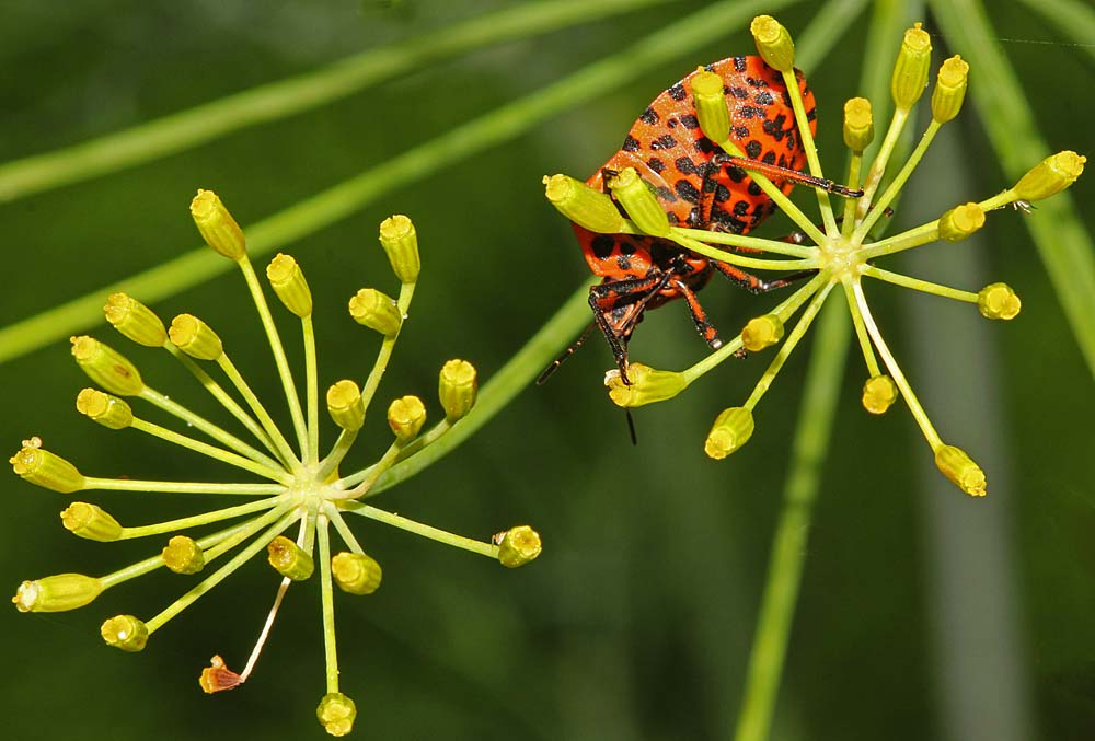 La punaise arlequin (Insectes / Hémiptères / Hétéroptères / Pentatomidés / Graphosoma italicum)<br>vue de dessous