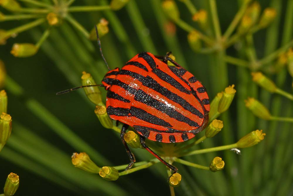 La punaise arlequin (Insectes / Hémiptères / Hétéroptères / Pentatomidés / Graphosoma italicum)<br>vue de dessus gros plan