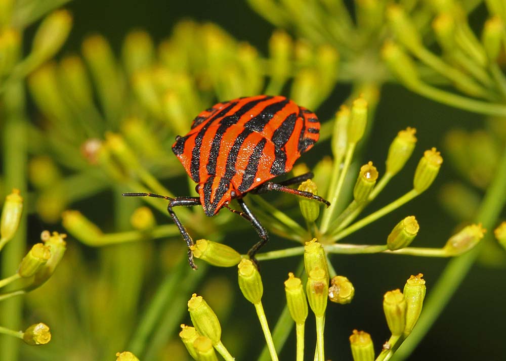 La punaise arlequin (Insectes / Hémiptères / Hétéroptères / Pentatomidés / Graphosoma italicum)<br>vue de face sur un diakène