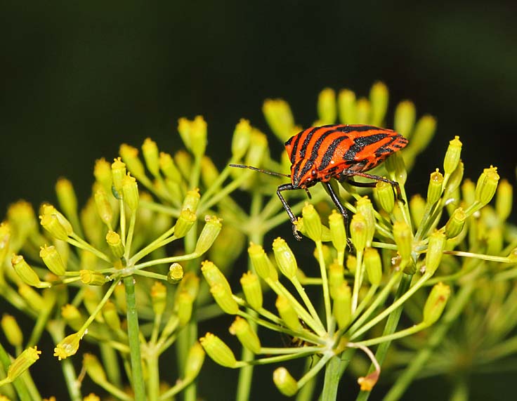 La punaise arlequin (Insectes / Hémiptères / Hétéroptères / Pentatomidés / Graphosoma italicum)<br>sur ombellifère