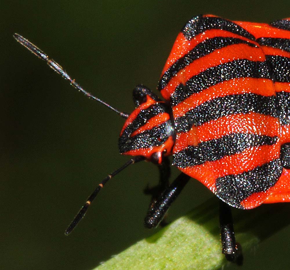 La punaise arlequin (Insectes / Hémiptères / Hétéroptères / Pentatomidés / Graphosoma italicum)<br>gros plan sur l'articulation de la tête