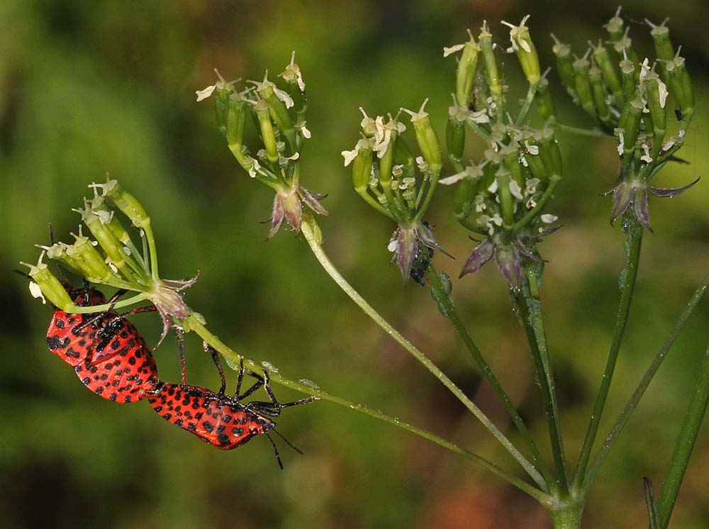 La punaise arlequin (Insectes / Hémiptères / Hétéroptères / Pentatomidés / Graphosoma italicum)<br>en cours d'accouplement