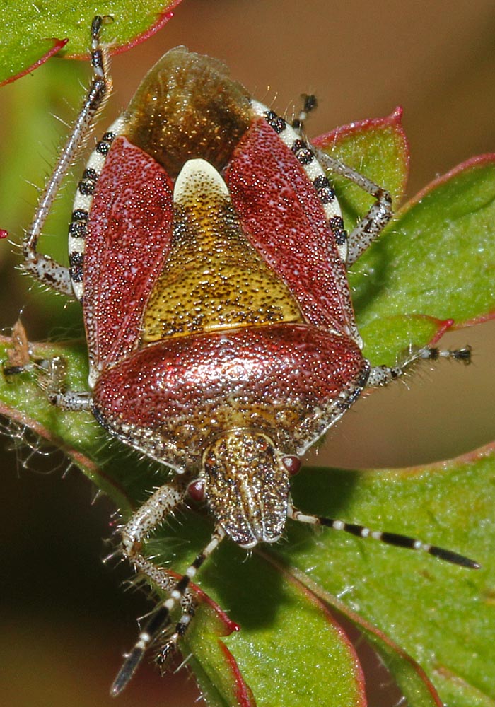 La punaisedes baies (Insectes / Hémiptères / Hétéroptères / Pentatomidés / Dolycoris baccarum)<br>Gros plan