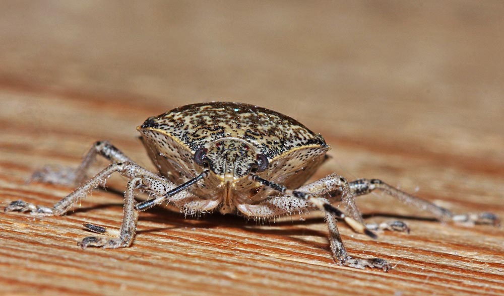 La punaise nébuleuse (Insectes / Hémiptères / Hétéroptères / Pentatomidés / Raphigaster nebulosa)<br>vue de face