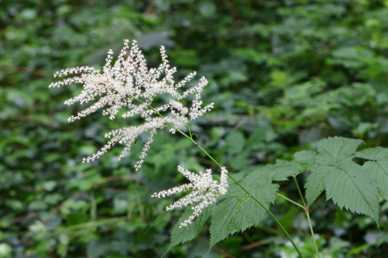 Reine des bois (Aruncus dioicus) Rosacées Inflorescence