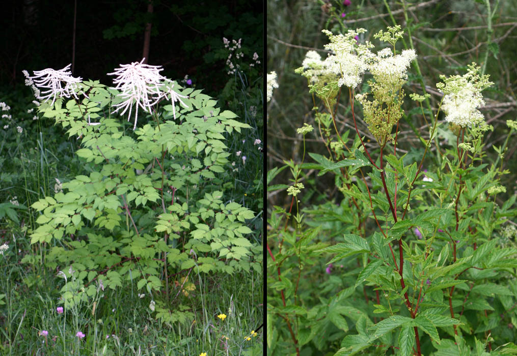 Reine des bois (Aruncus dioicus) Rosacées Vue générale