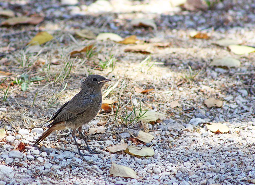 Rougequeue noir femelle (Muscicapidés / Phoenicurus ochruros) au sol