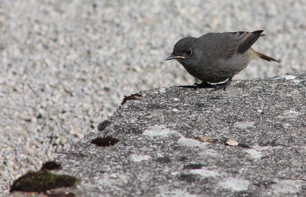 Juvénile de rougequeue noir (Muscicapidés / Phoenicurus ochruros) sur un rocher