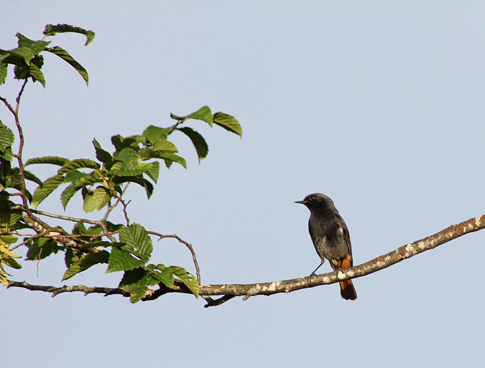 Mâle de rougequeue noir (Muscicapidés / Phoenicurus ochruros) perché dans un arbre