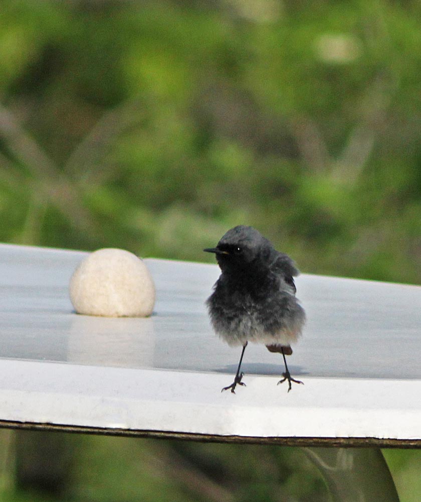 Juvénile de rougequeue noir (Muscicapidés / Phoenicurus ochruros) sur une table de jardin, avec un duvet important