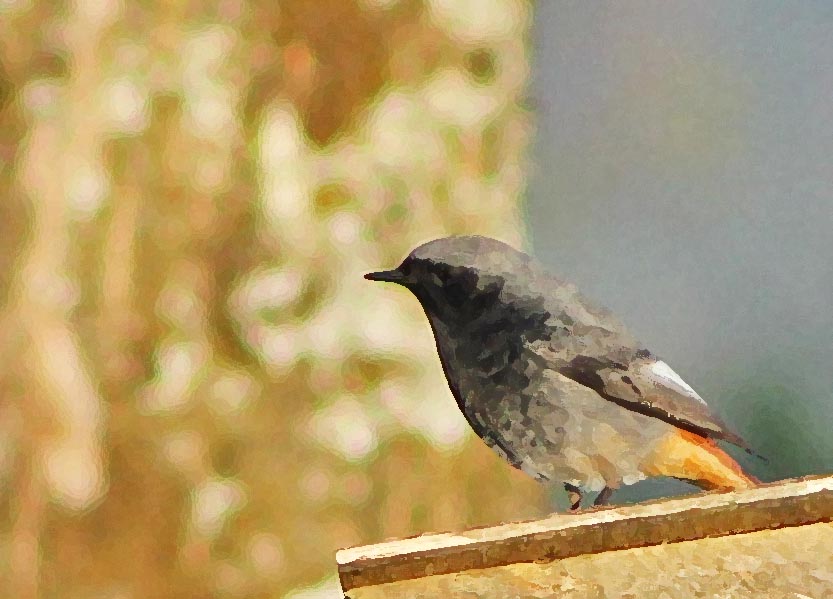 Mâle de rougequeue noir (Muscicapidés / Phoenicurus ochruros) en peinture