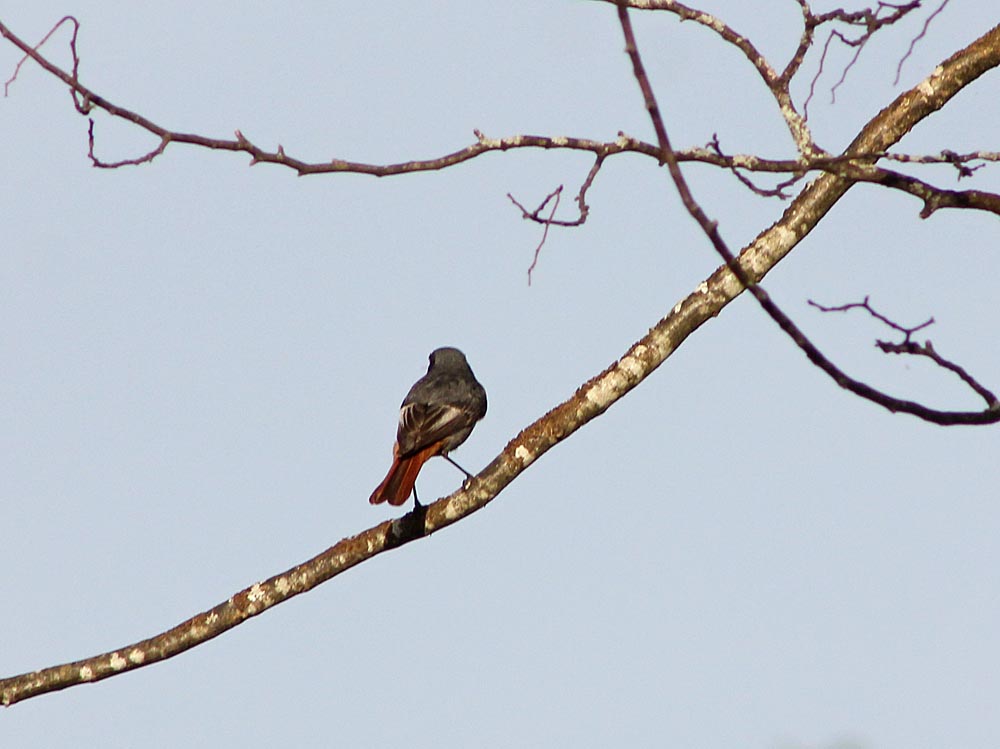 Mâle de rougequeue noir (Muscicapidés / Phoenicurus ochruros) vu de dos<br>tâches alaires blanches bien visibles