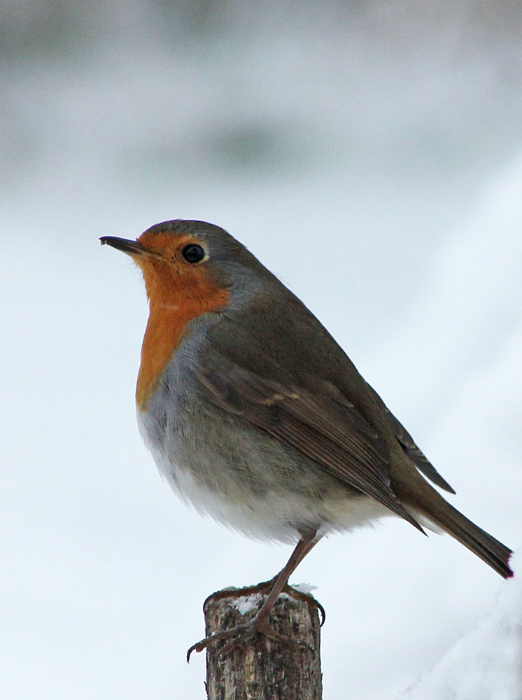 Le rougegorge (Oiseaux / Passériformes / Muscicapidés / Erithacus rubecula)<br>Adulte en gros plan