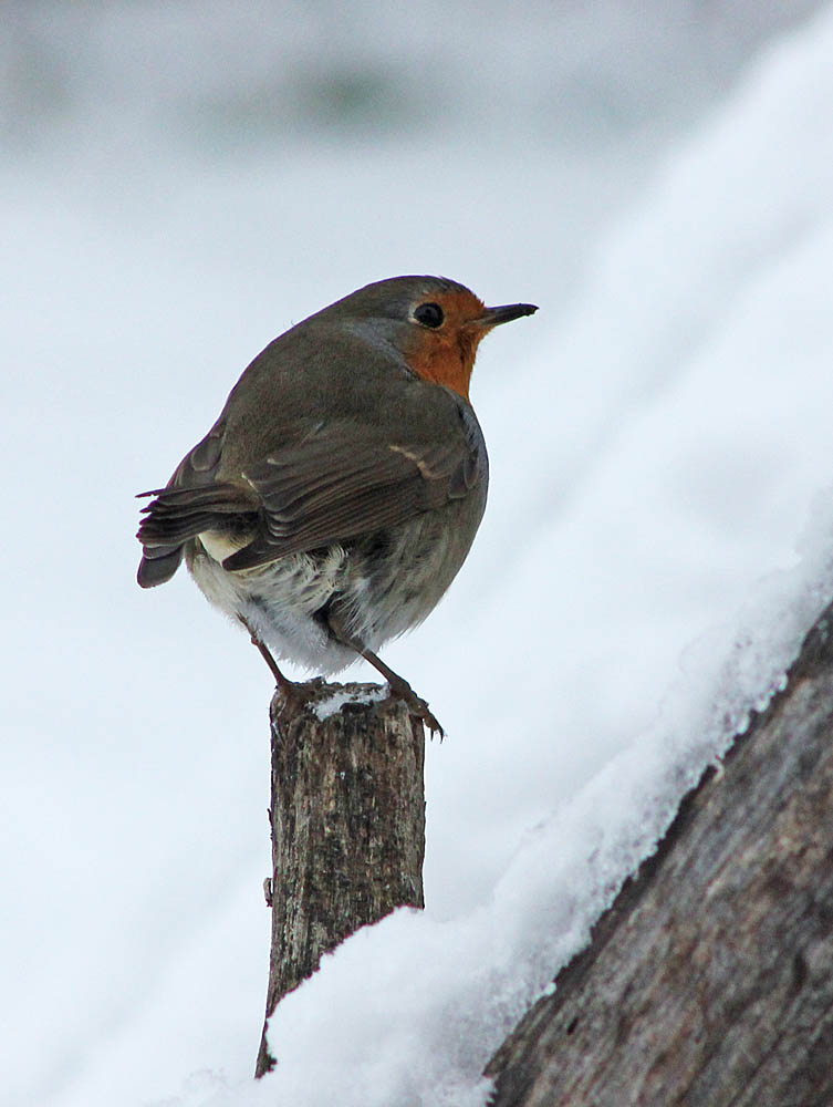 Le rougegorge (Oiseaux / Passériformes / Muscicapidés / Erithacus rubecula)<br>Adulte de dos