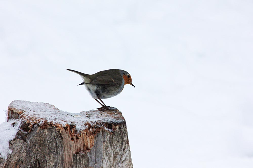 Le rougegorge (Oiseaux / Passériformes / Muscicapidés / Erithacus rubecula)<br>Adulte de côté