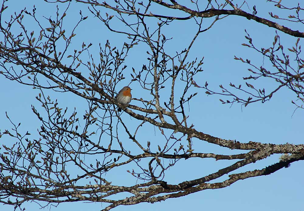 Le rougegorge (Oiseaux / Passériformes / Muscicapidés / Erithacus rubecula)<br>mâle perché dans un arbre