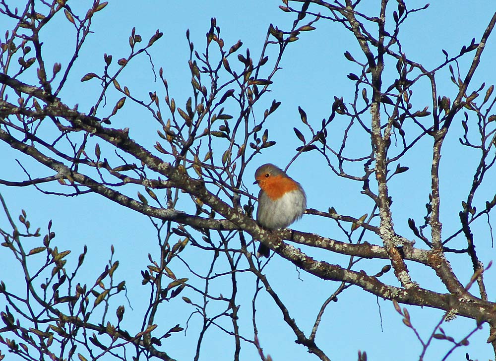 Le rougegorge (Oiseaux / Passériformes / Muscicapidés / Erithacus rubecula)<br>Femelle dans un arbre