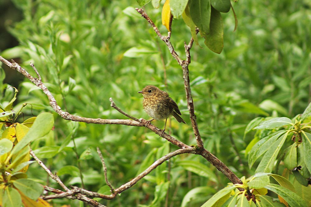 Juvénile de rougegorge  (Erithacus rubecula)