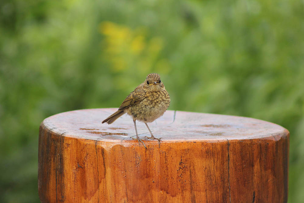 Juvénile de rougegorge (Oiseaux / Passériformes / Muscicapidés / Erithacus rubecula)<br>sur un tabouret