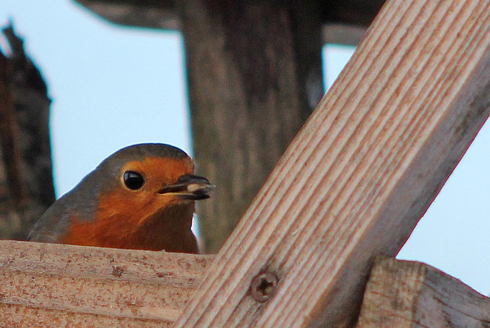 rougegorge (Oiseaux / Passériformes / Muscicapidés / Erithacus rubecula)<br>en train de manger une graine