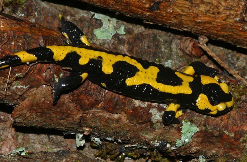 Salamandre tachetée (Salamandra salamandra) Amphibiens / Urodèles