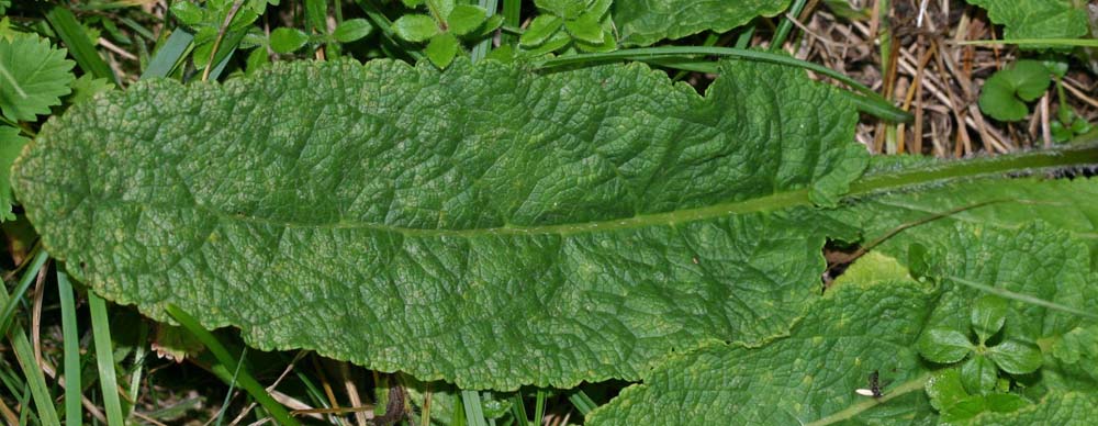 Sauge des prés (Salvia pratensis) Feuille