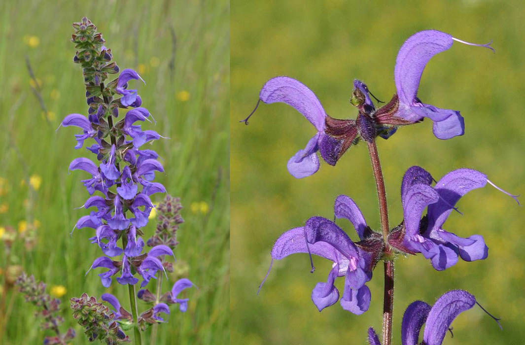 Sauge des prés (Salvia pratensis) Vue générale