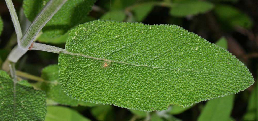 Sauge officinale (Salvia officinalis) Feuille