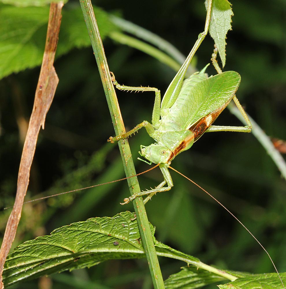 La sauterelle cymbalière (Insectes / Orthoptère / Ensifères /Tettigoniidés / Tettigonia cantans)