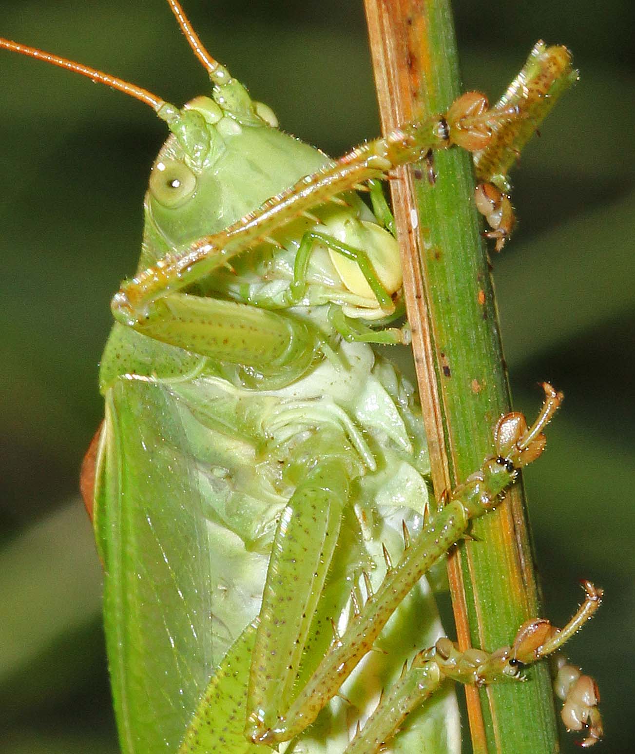 La sauterelle cymbalière (Tettigonia cantans)<br>détail des mandibules