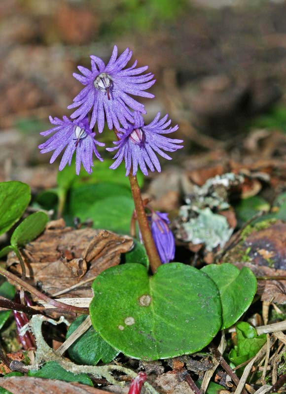 Soldanelle vue générale (Soldanella alpina)