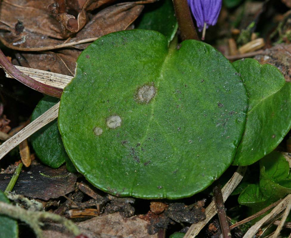 Soldanelle (Soldanella alpina) feuille