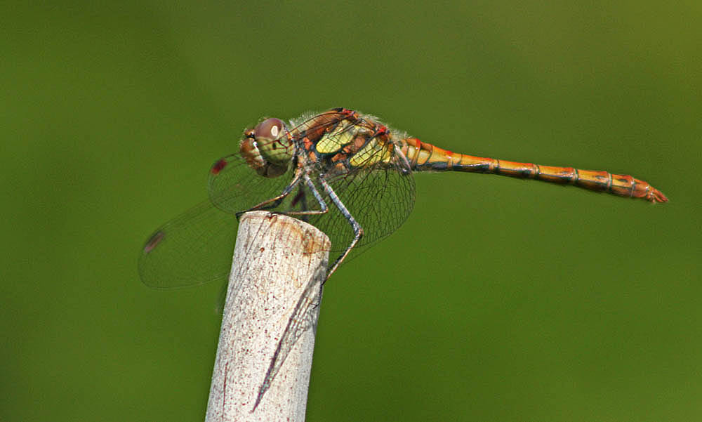 agrion jouvencelle (Insectes / Odonates / Zygoptères / Coenagrionidae / Coenagrion puella) en tandem