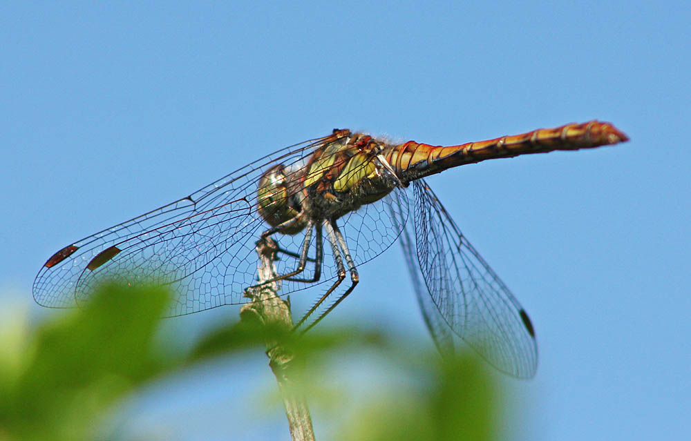 L’agrion jouvencelle gros plan de la tête et du thorax