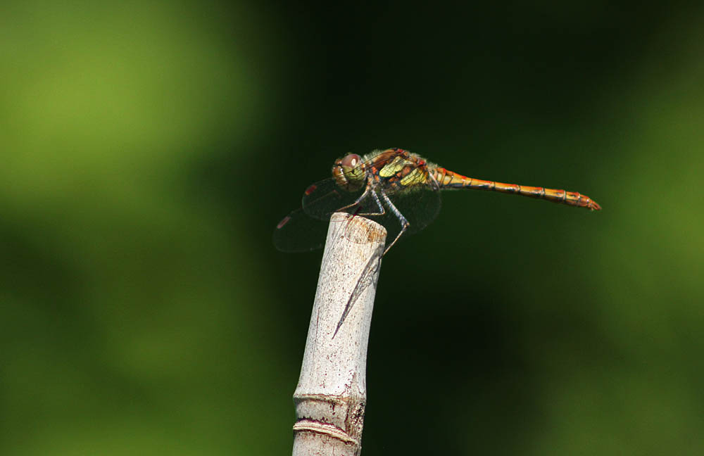 Coenagrion puella accouplement