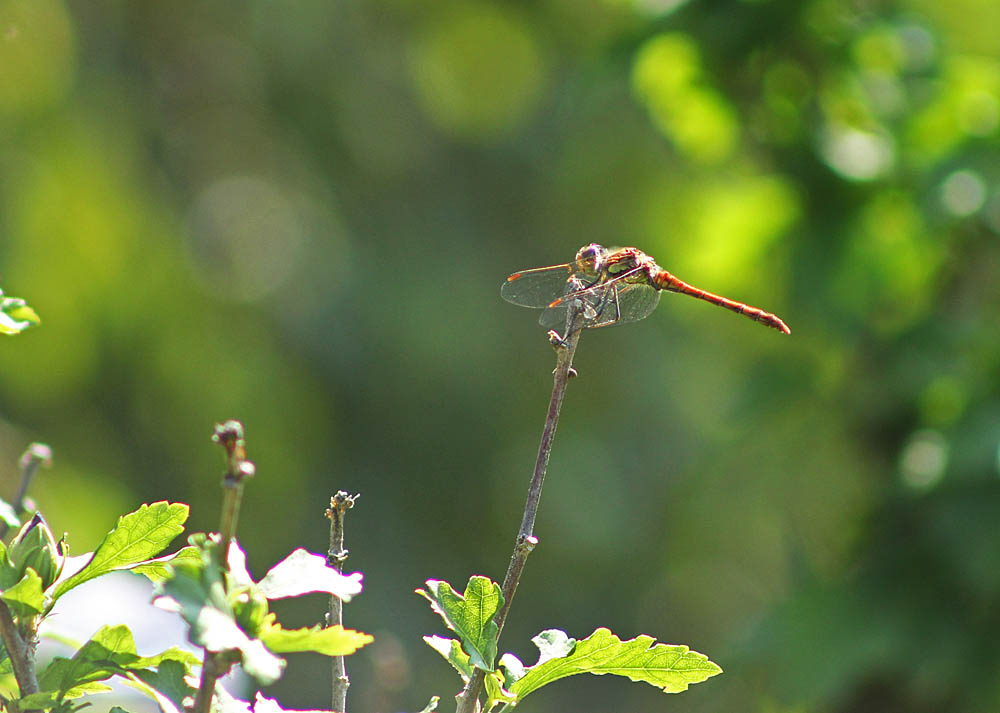 L’agrion jouvencelle lors de l'accouplement