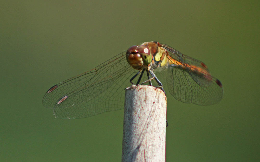 L’agrion jouvencelle, mâle et femelle