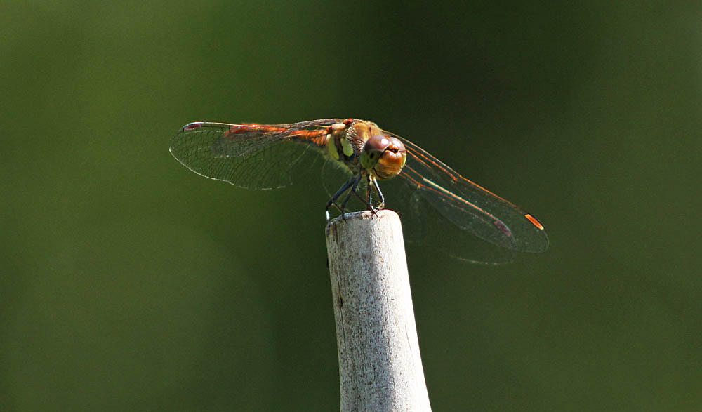 L’agrion jouvencelle (Insectes / Odonates / Zygoptères / Coenagrionidae / Coenagrion puella) lors de l'accouplement