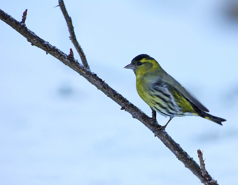 Le tarin des aulnes (Oiseaux / Passériformes / Fringillidés / Spinus spinus)<br>Mâle sur un rosier