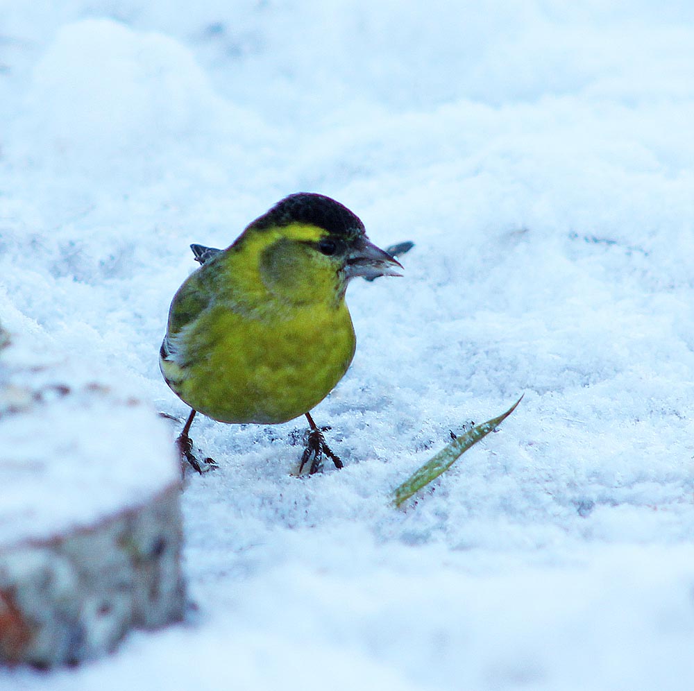 Le tarin des aulnes (Oiseaux / Passériformes / Fringillidés / Spinus spinus)<br>Mâle vu de face