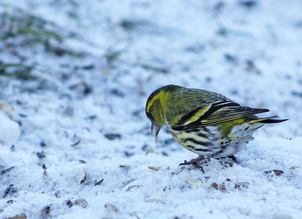 Le tarin des aulnes (Oiseaux / Passériformes / Fringillidés / Spinus spinus)<br>Mâle vu de dos